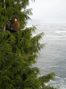 tree pruner