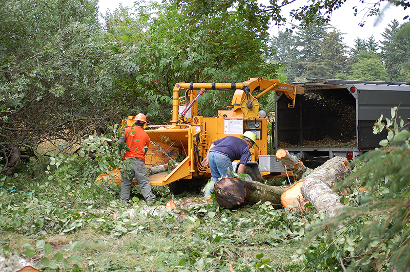 Tree Removal in Astoria
