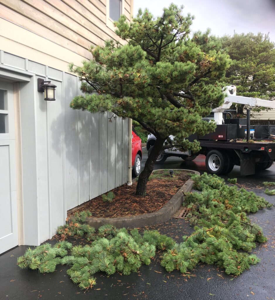 Seaside Tree Service using specialized equipment.