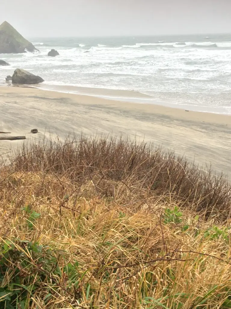 View cleared by Young's River Trees in Cannon Beach, OR