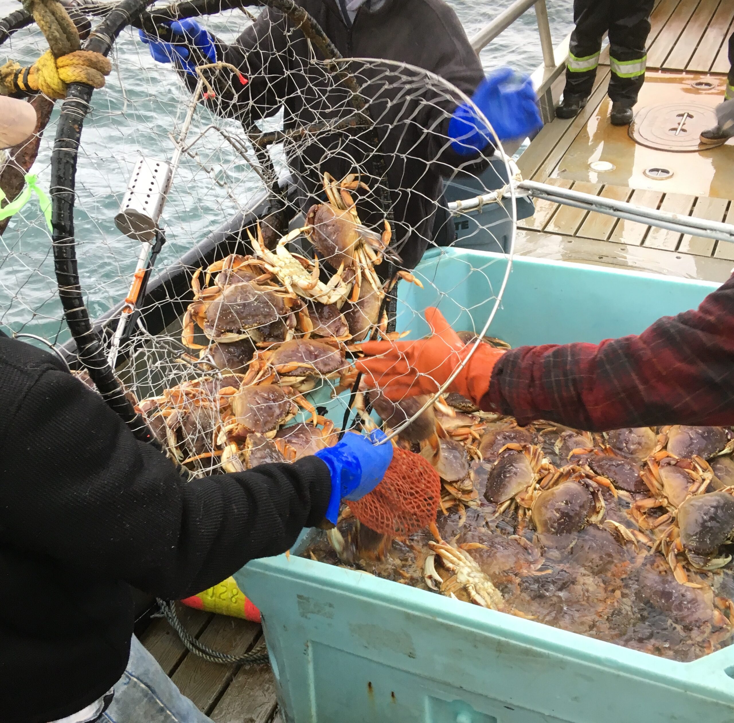 Crew members sorting a catch of Dungeness crab during a day of crabbing on the Oregon Coast